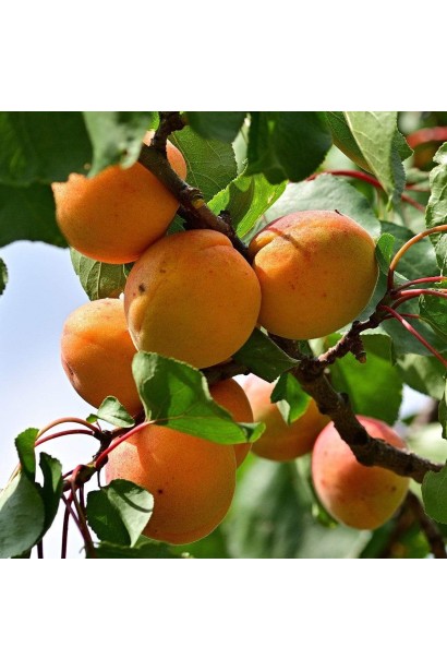 Абрикос Том Кот плоди